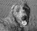 angus